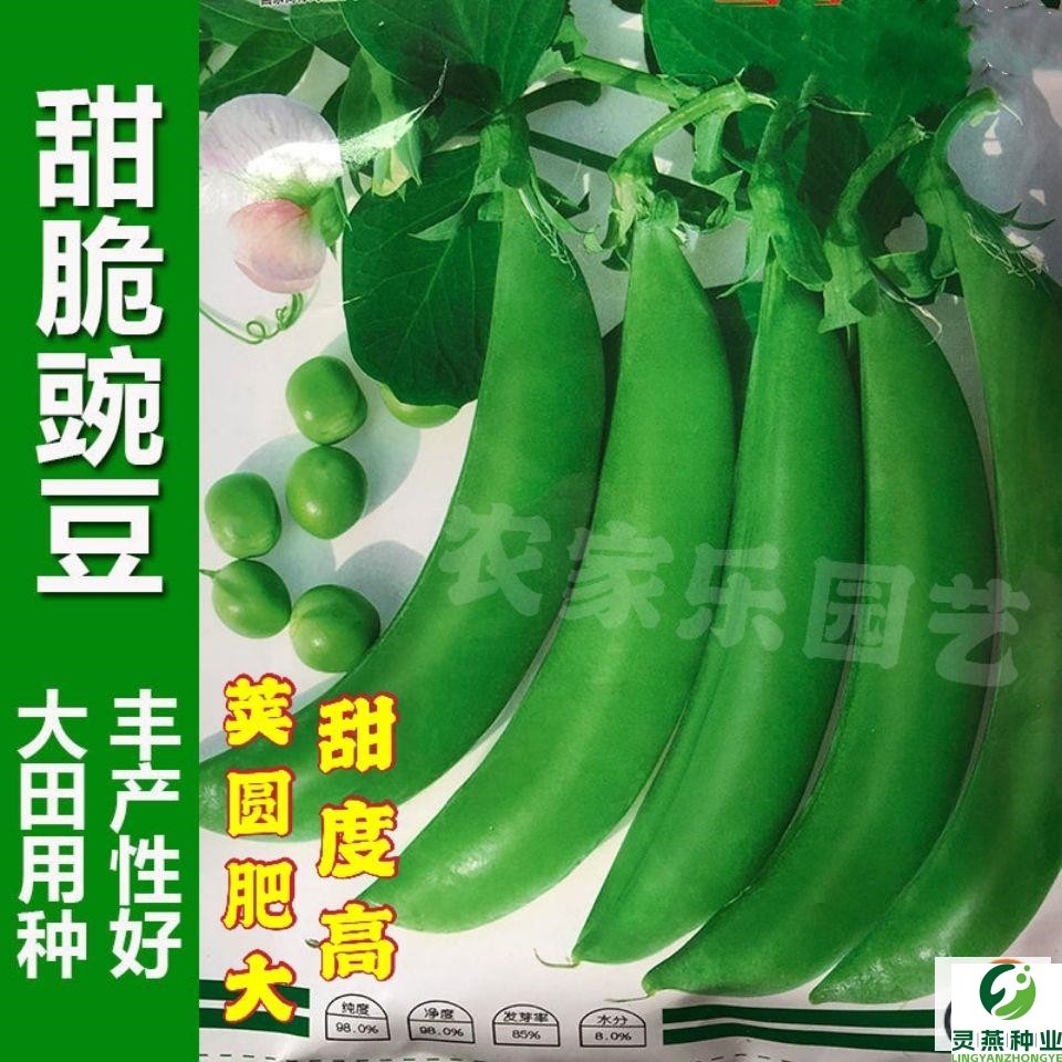 甜脆豌豆荷兰豆种子贵州甜豌豆荚豌豆扁水果豌豆籽秋播蔬菜种子孑