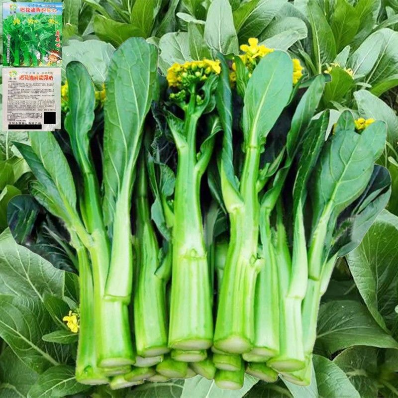广东四九菜心种子多子多福白菜苔青菜籽四季大全油青甜心蔬菜田园