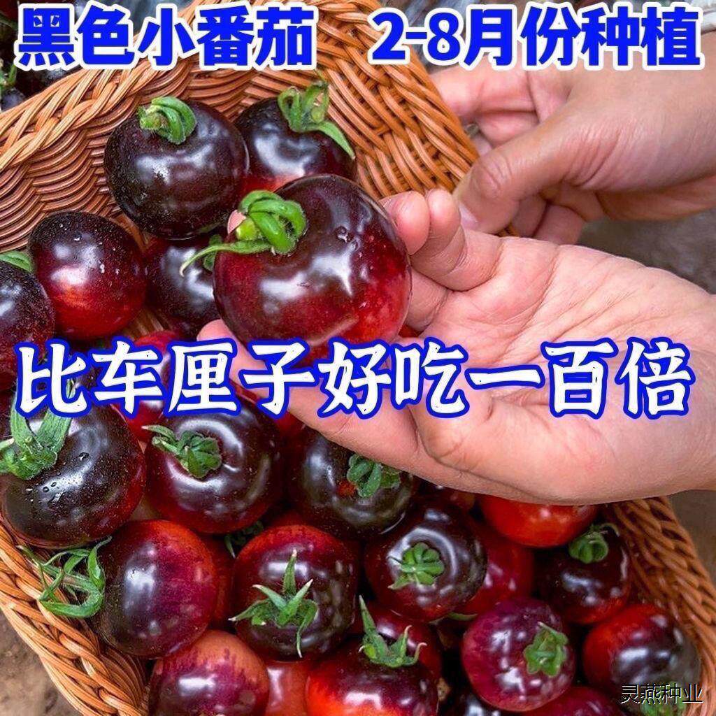 黑珍珠樱桃小番茄种黑色小西红柿生吃甜脆多汁好吃农家自种小番茄