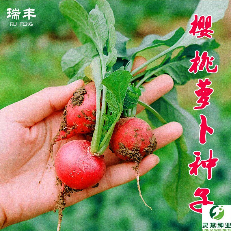 樱桃萝卜种子迷你小萝卜水果春秋菜籽四季种孑阳台盆栽蔬菜种籽。