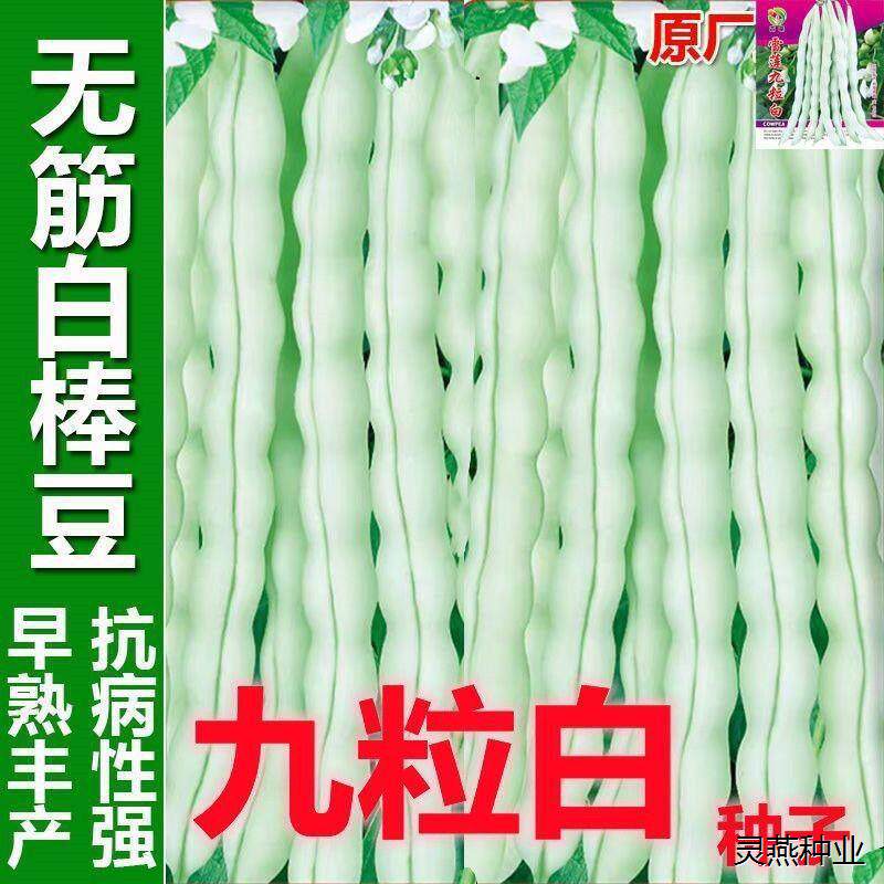 摘不败九粒白芸豆种种子高产早熟快豆角籽四季种植豇豆子蔬菜种子