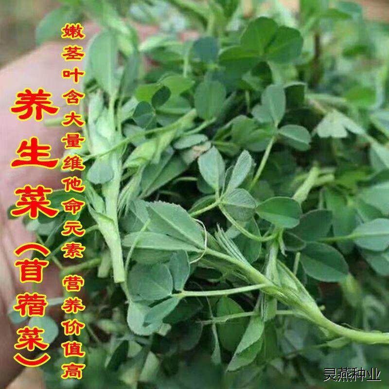 养生菜黄花草头蔬菜种上海特产草头种子金花菜种子食用苜蓿野菜籽