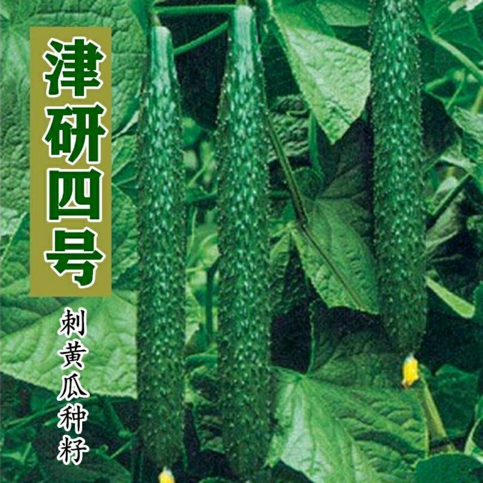 津研四号黄瓜种子节节瓜黄瓜种子爬藤青瓜刺黄瓜庭院四季瓜阳台