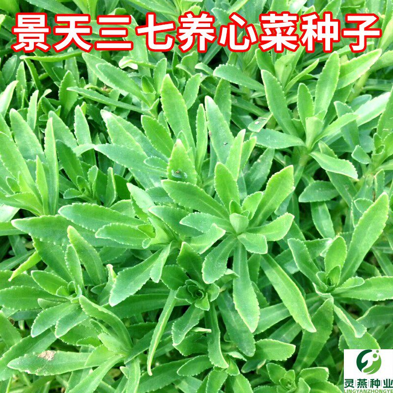 景天三七养心菜种子费菜高钙菜救心菜土三七种籽四季播种阳台盆栽