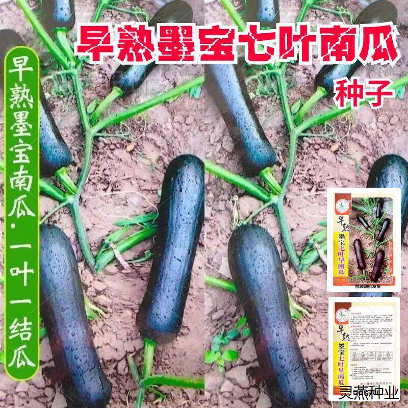墨宝七叶南瓜种子早熟长条黑南瓜种子四季奶油极早生南瓜种种籽