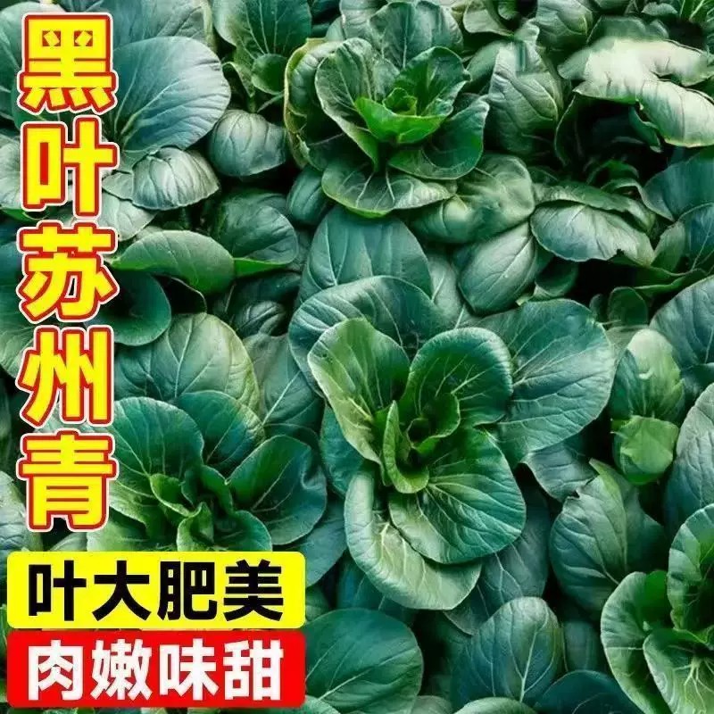 黑大头苏州青种子大全耐寒蔬菜