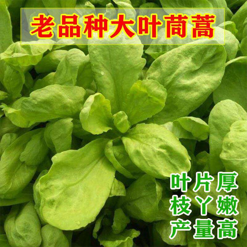 老品种大叶茼蒿种子耐寒蔬菜种子