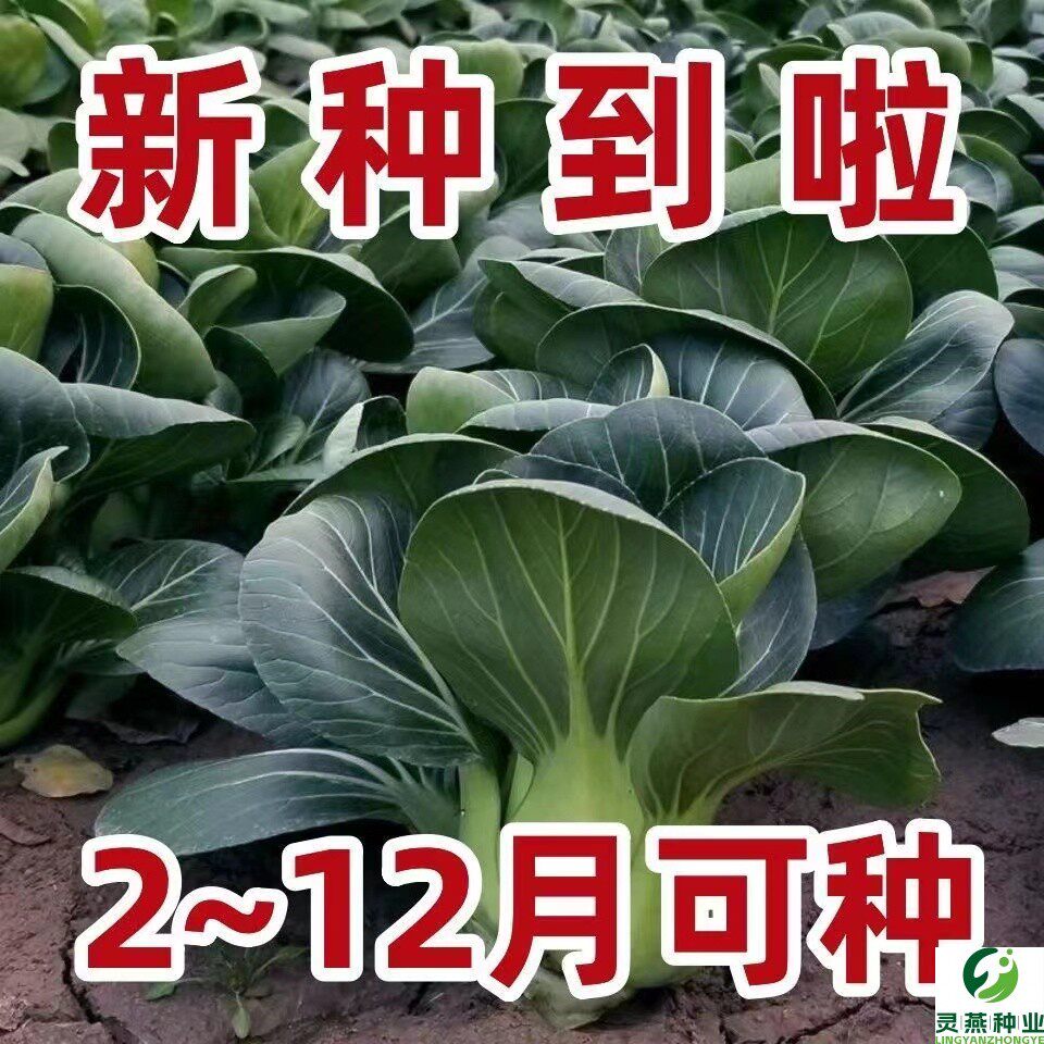 苏州青菜种矮脚青梗菜种子春季蔬菜适合2-5月份种植的苏州青蔬菜