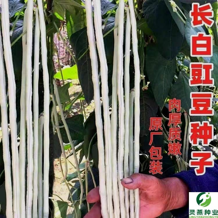 三尺白玉豇豆种子白豆角大白条长豆角种籽高产春秋播种农家蔬菜