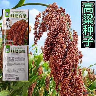 扫帚高粱种子东北笤帚糜子种子条帚扫帚红高粱种籽酿酒高粱种子