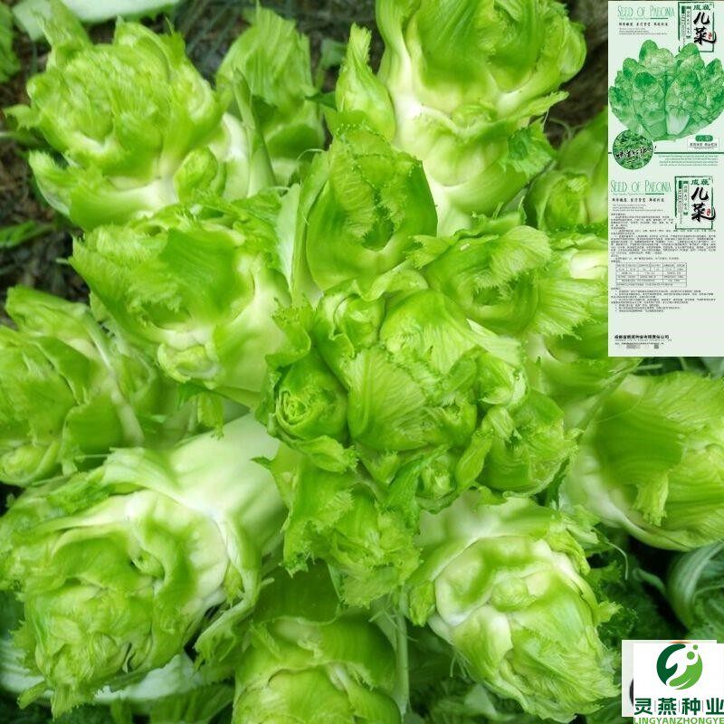 儿菜种子芥菜种籽娃娃菜宝宝菜秋季播泡菜蔬菜种子四川特大儿菜籽