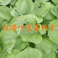 绿叶苋菜种子青苋菜种子圆叶白苋菜种子农家四季春夏秋阳台蔬菜籽