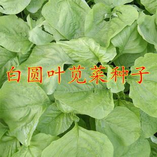 绿叶苋菜种子青苋菜种子圆叶白苋菜种子农家四季春夏秋阳台蔬菜籽