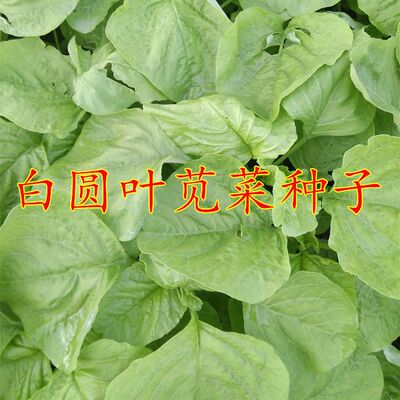 绿叶苋菜种子青苋菜种子圆叶白苋菜种子农家四季春夏秋阳台蔬菜籽
