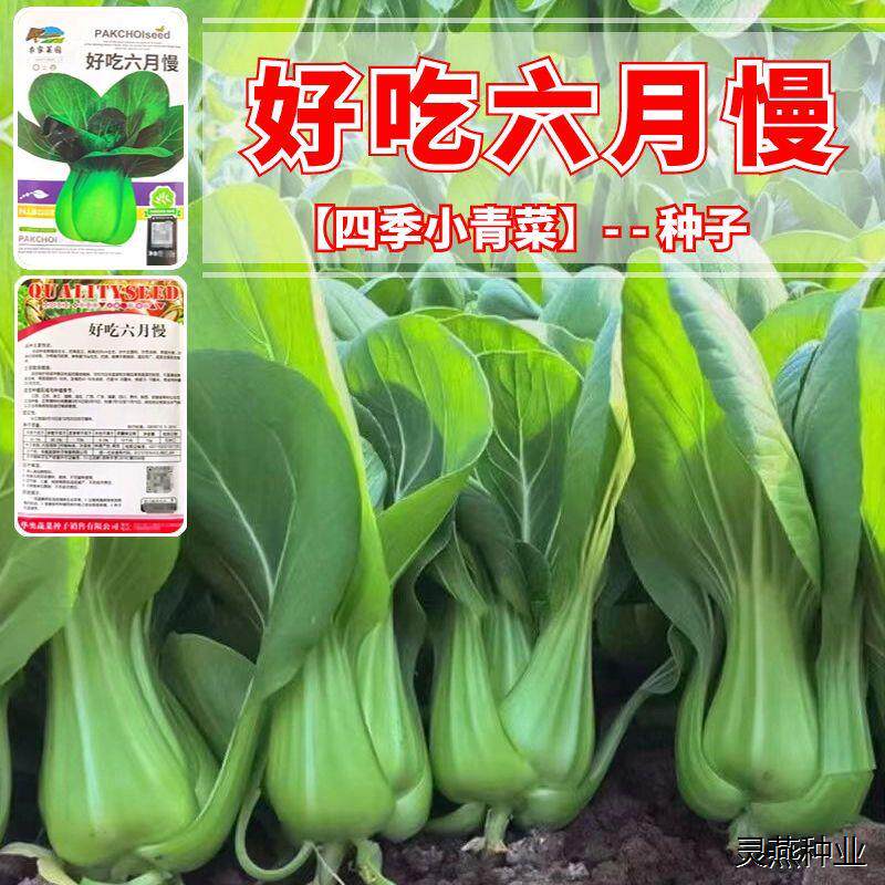好吃六月慢种子六月慢白菜种抽苔迟采收期长全国各可种大田蔬菜籽