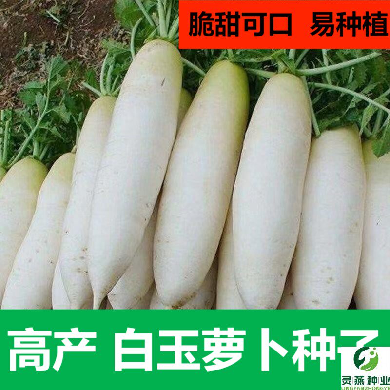 九斤王萝卜种子高产易种水果萝卜蔬菜种籽味甜多汁萝卜种孑耐旱