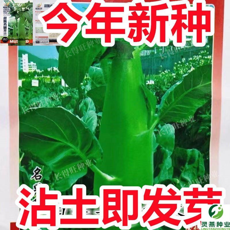 【今年新种】鸡腿芥蓝种子芥兰菜种子春季种耐热耐寒四季播蔬菜种