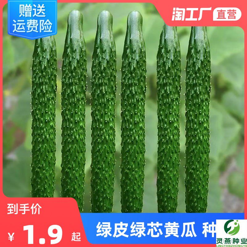 津研四号黄瓜种子绿瓤心肉水果春秋四季阳台盆栽高产蔬菜种籽苗孑