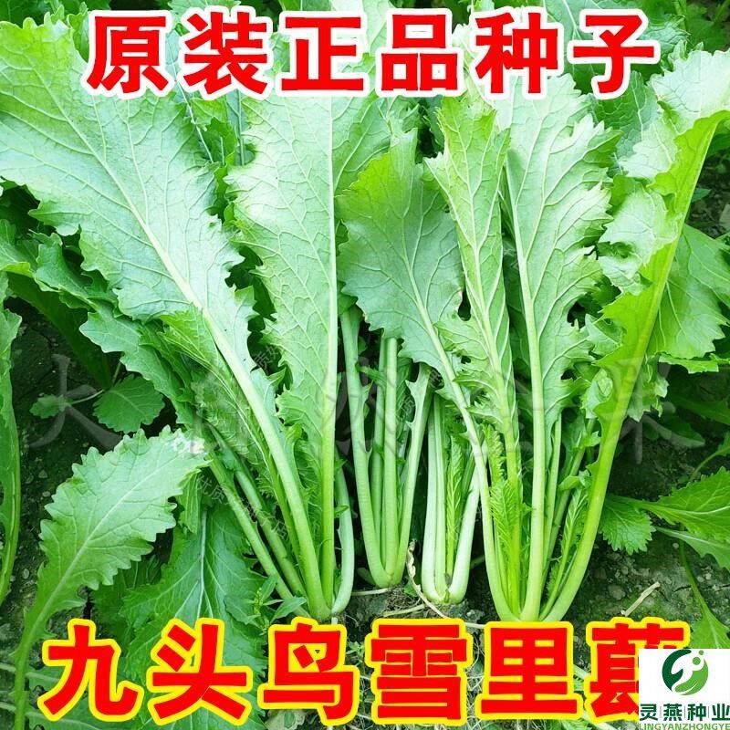 正宗九头鸟雪里蕻种子大叶排菜种籽雪里红农家腌制蔬菜种孑芥菜叶