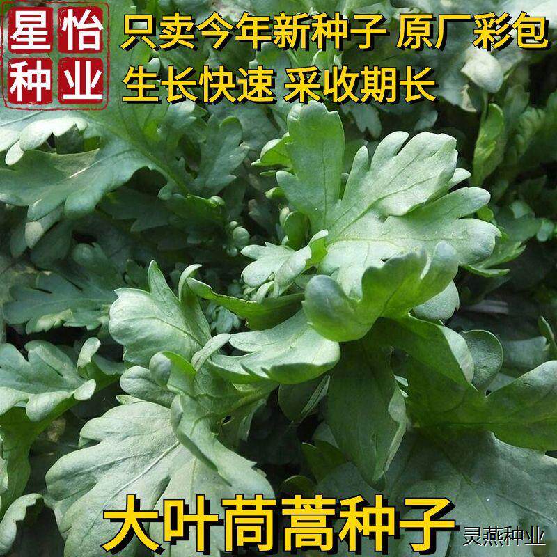 大叶茼蒿种子原装虎耳菜皇帝菜大宽叶长寿菜四季速生蔬菜种子大全