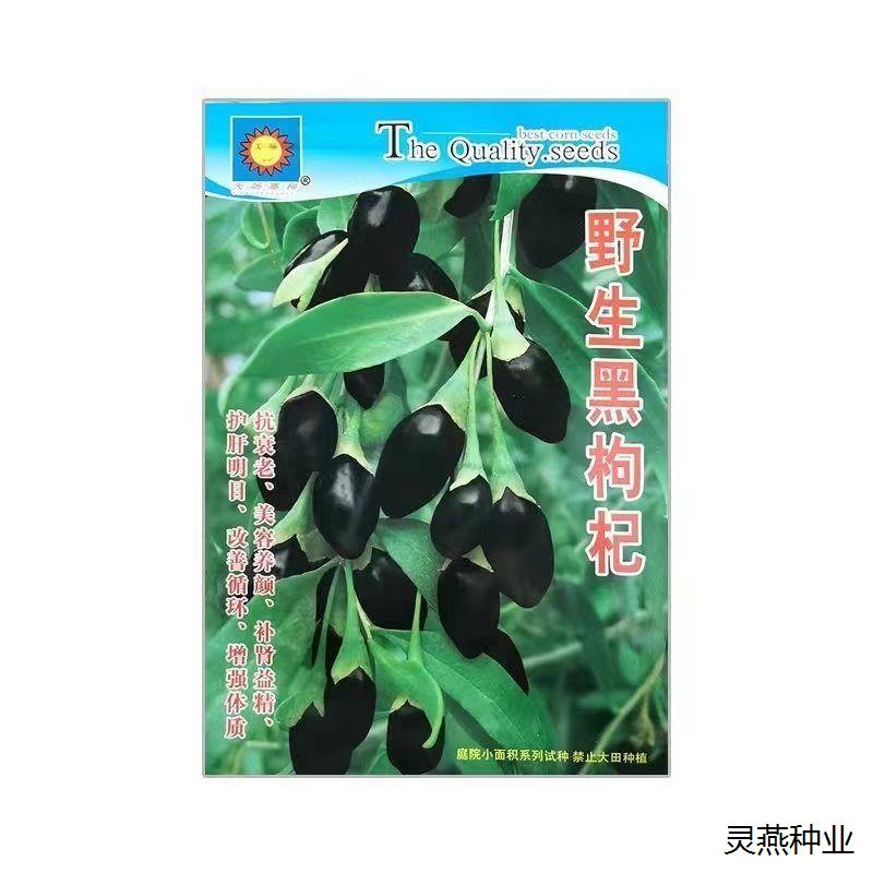 野生黑枸杞种子枸杞种籽食用药材青海枸杞滋补易活多年生四季原装