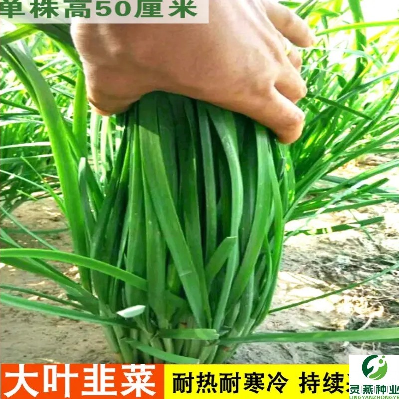 韭菜种籽种子抗热耐寒田园阳台盆栽四季播宽叶紫根红根韭菜种孑子