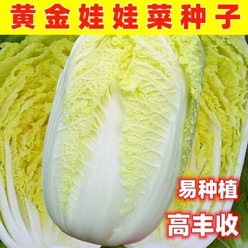 娃娃菜种子耐热大娃娃菜阳台庭院黄心高山娃娃菜籽菜蔬菜种子大全