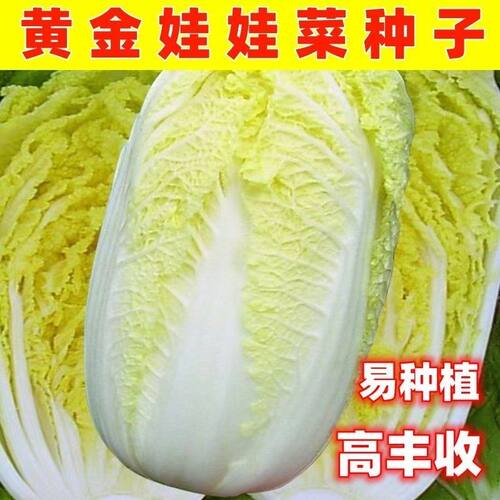 娃娃菜种子耐热大娃娃菜阳台庭院黄心高山娃娃菜籽菜蔬菜种子大全
