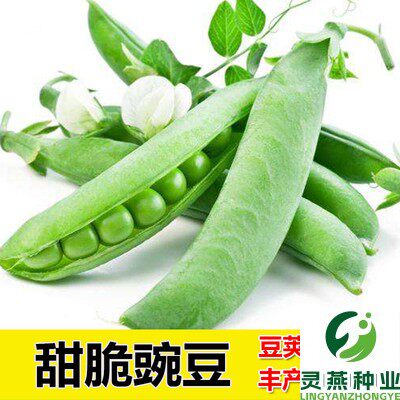 甜脆豌豆种子豌豆种籽孑四季阳台蔬菜种籽特大散装大荚碗豆种籽子