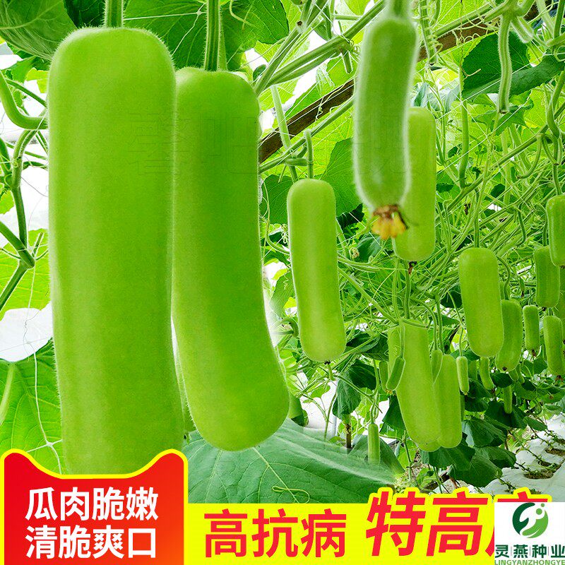 瓠瓜种子短蒲瓜种籽甜瓠子瓜种菜葫芦瓜白瓜种子四季春季蔬菜种孑