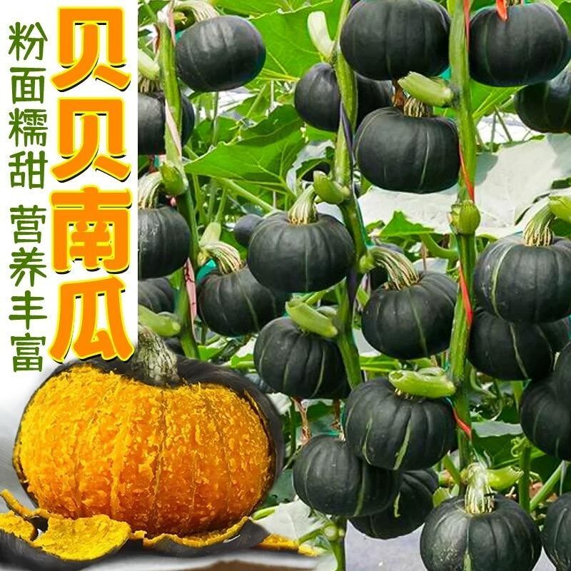 贝贝南瓜种子贝贝板栗南瓜味迷你小南瓜软糯香甜高产农家蔬菜种子