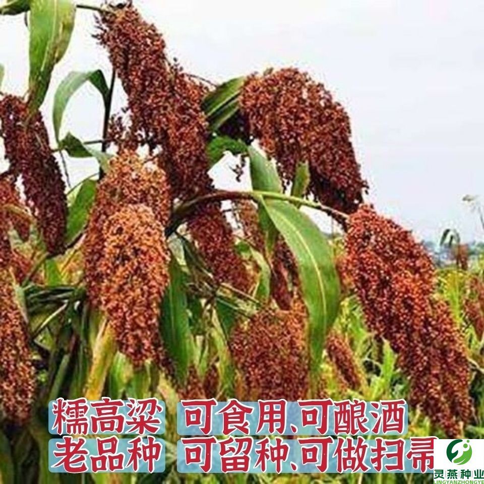 老品种红高粱种子 糯高粱种子酿酒扫帚高粱种子高产抗旱高粱种子