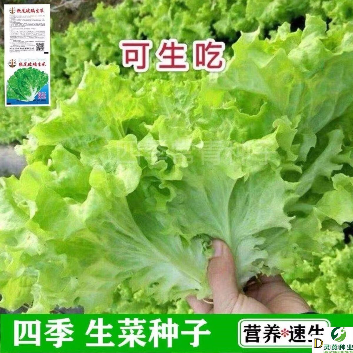 四季甜脆玻璃生菜种子脆嫩生吃生菜种籽阳台四季盆栽春季蔬菜种孑