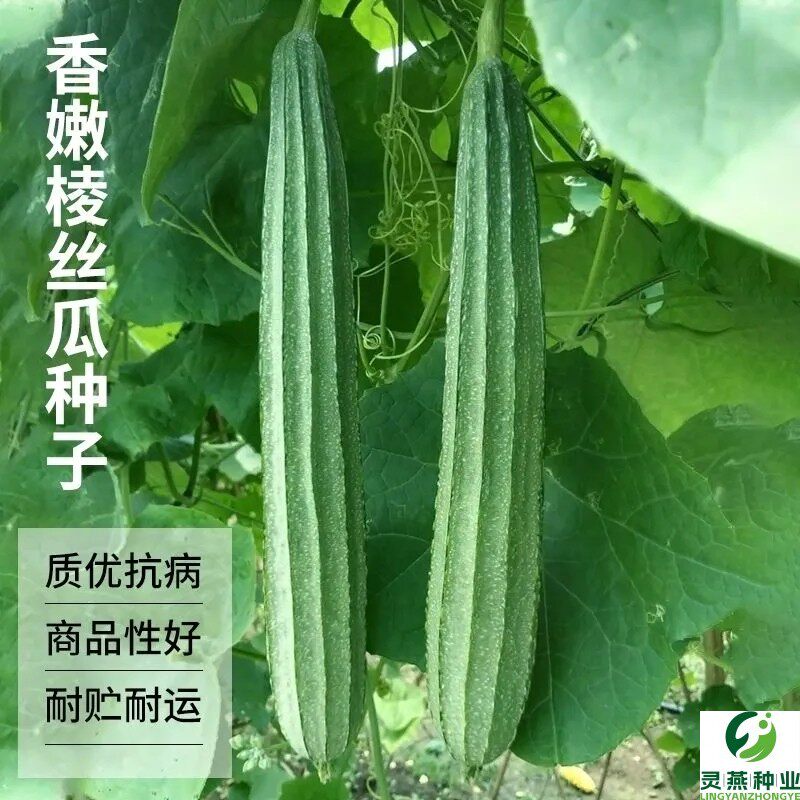 香嫩棱角丝瓜种子皮薄肉厚蔬菜种子八棱丝瓜八角丝瓜广东丝瓜种籽