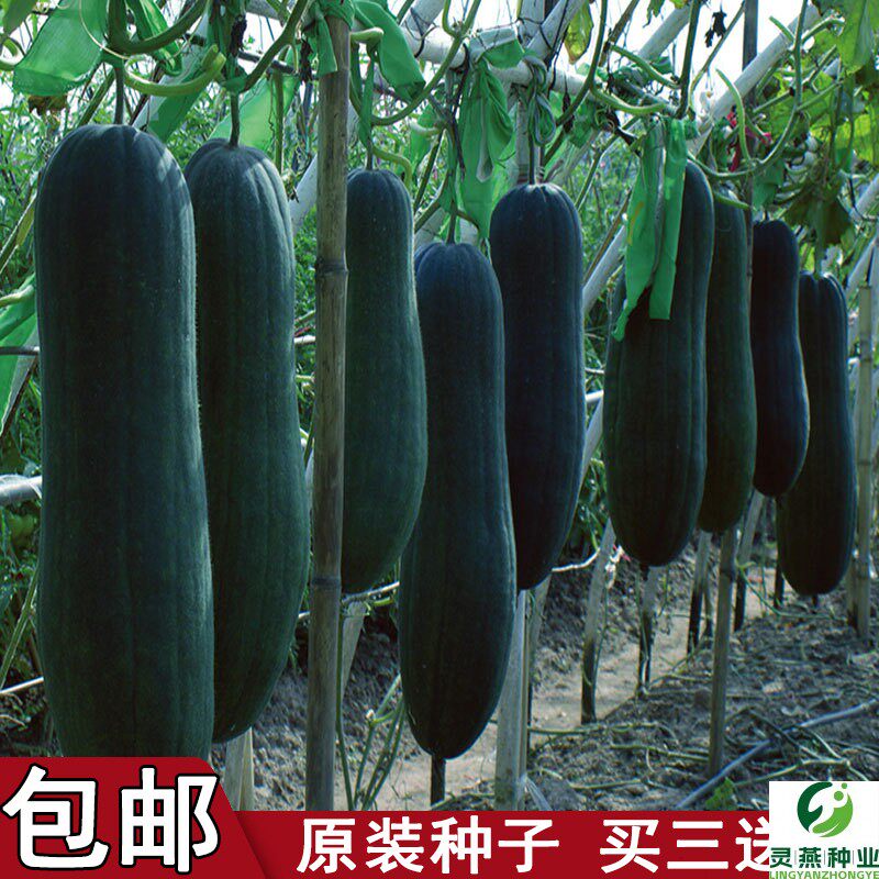【种子】大型黑皮冬瓜种子黑色广东四季播种蔬菜种子瓜果菜种