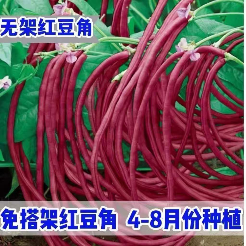 满地红无架豇豆种子地豆角长豇豆种籽高产早熟春季秋季四季蔬菜