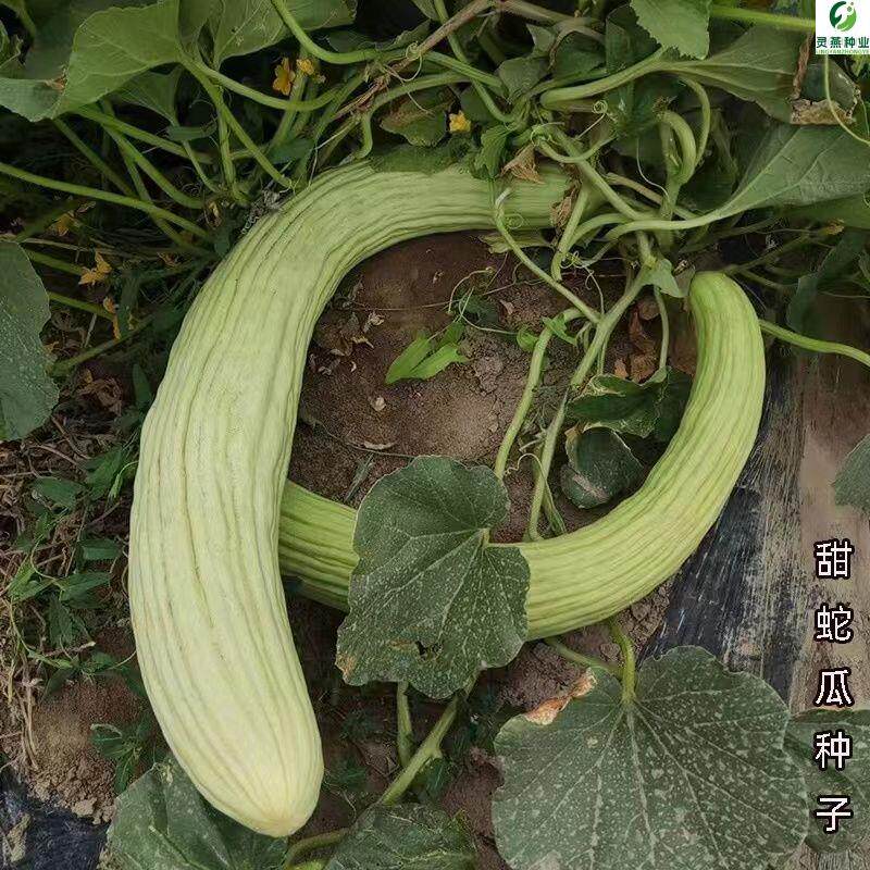 美尼亚神奇黄瓜种子泰国青皮瓜黄瓜种籽庭院农田神奇黄瓜蔬菜种子