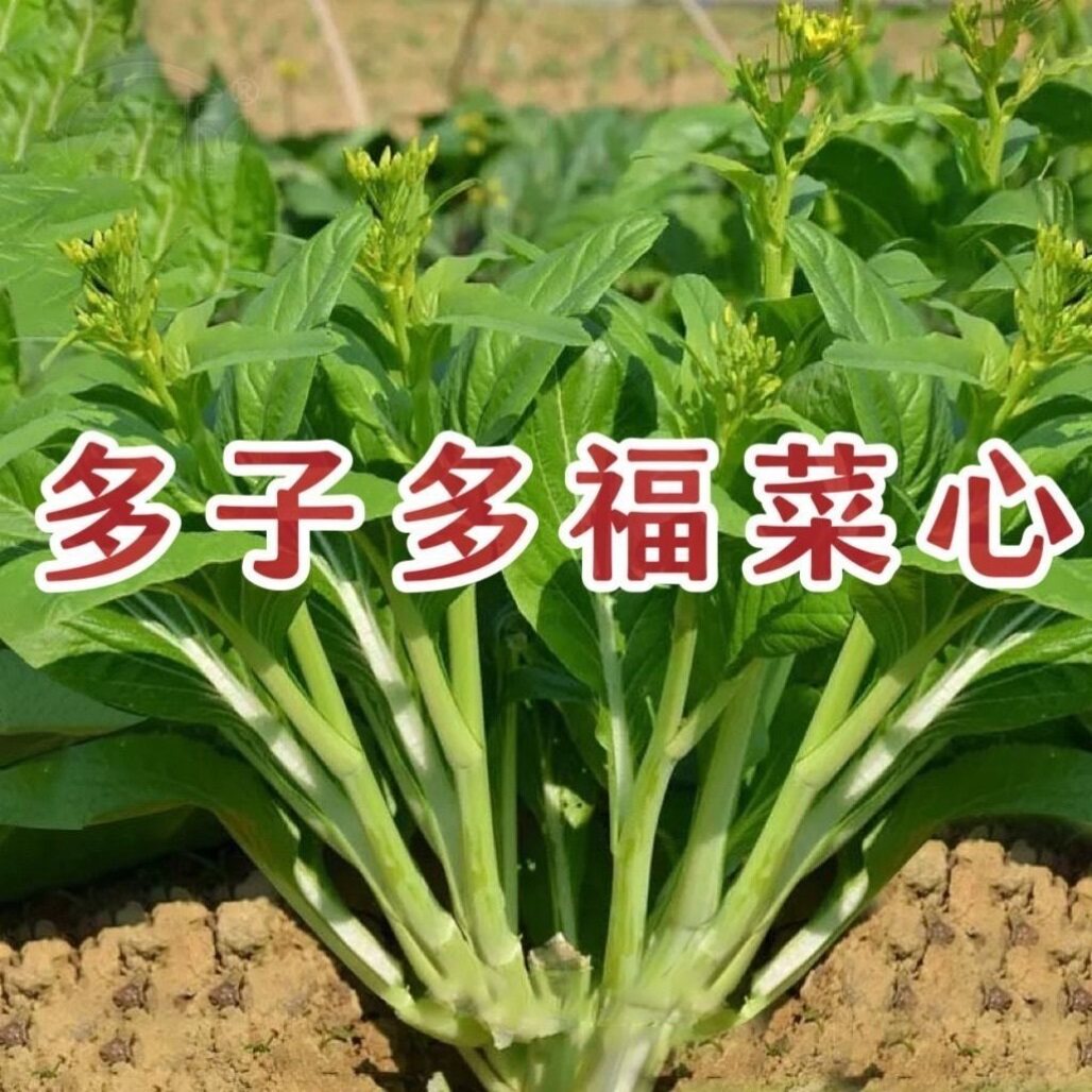多子多福甜菜心种子四季速生高产