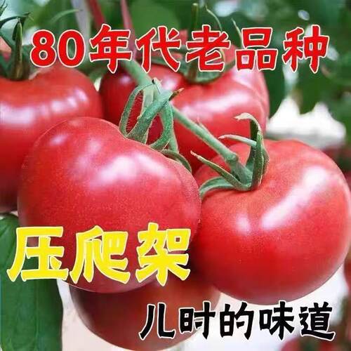 特大西红柿种子老品种超甜大果番茄种籽高产南北四季蔬菜种子