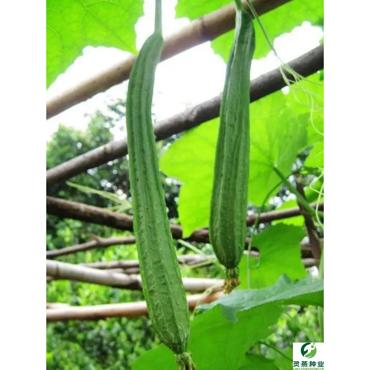 香嫩棱丝瓜种子八棱丝瓜八角丝瓜广东丝瓜种子皮薄肉厚蔬菜种籽