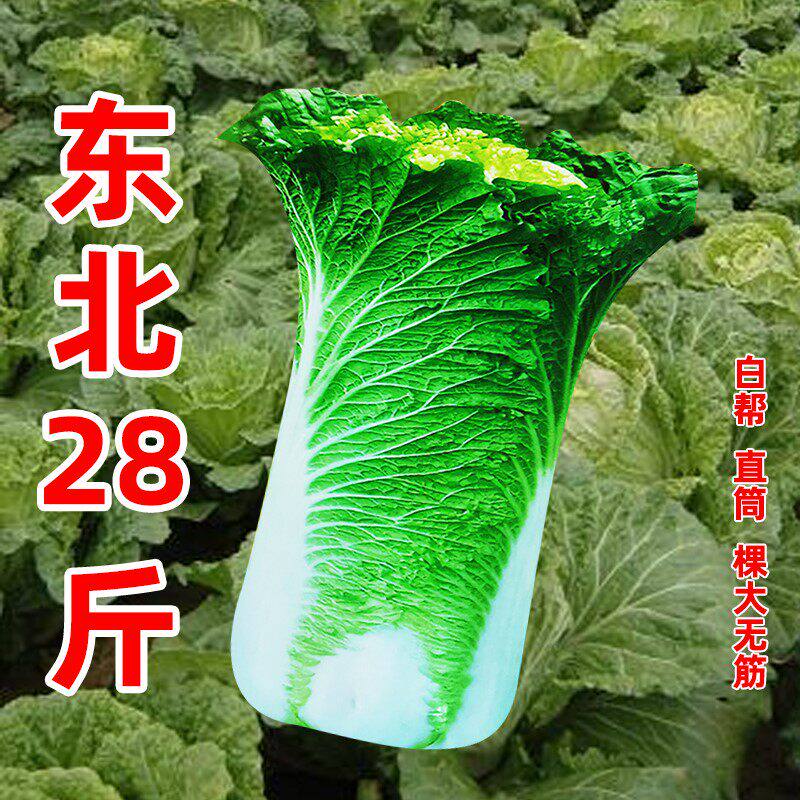 东北28斤大白菜种子无筋冬储四季