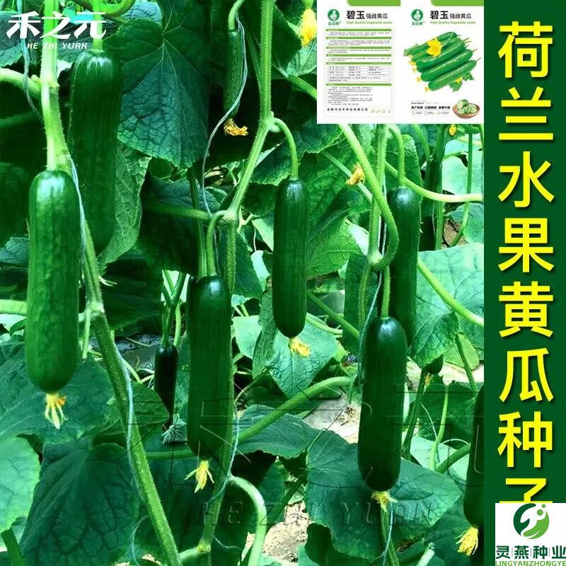荷兰水果黄瓜种子苗小青瓜春秋季阳台盆栽苗秧高产四季蔬菜种籽孑