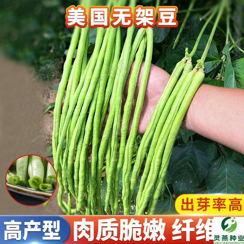 美国无架豆种子不搭架长豇豆豆角种籽大全蔬菜种孑春秋四季播种菜