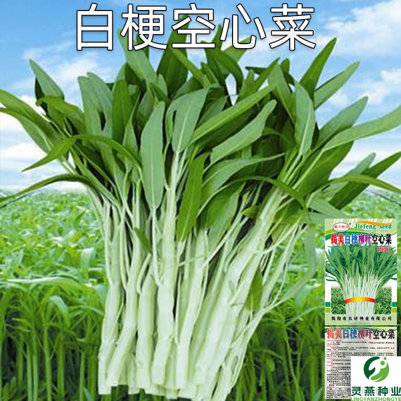 白梗空心菜种子小柳叶空心菜籽白根白骨四季播蔬菜种子阳台盆栽孑