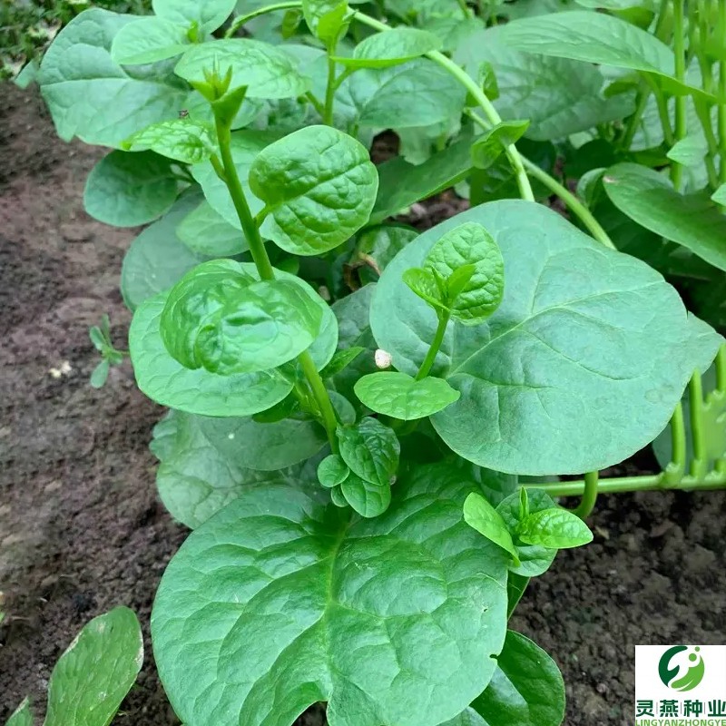 大叶木耳菜种子小青菜阳台盆栽菜种蔬菜种籽四季种植秧孑夏季菜苗