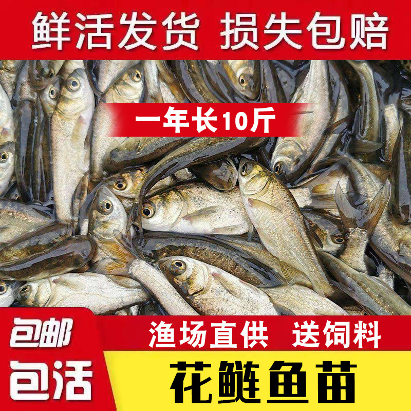 特大号半斤花鲢鱼苗淡水养殖大头鱼胖头鱼鲢鳙鲢鱼白鲢鱼草鱼苗