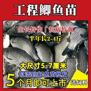 正宗中科五号鲫鱼苗工程鲫鱼淡水养殖草鱼苗鲤鱼花鲢包活