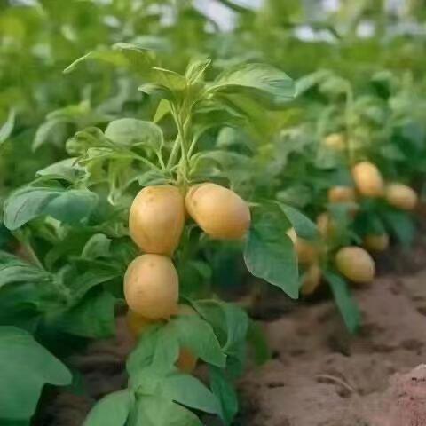 新品种洋芋土豆树苗南北方四季盆栽地栽种植当年结果耐寒耐热包活-封面
