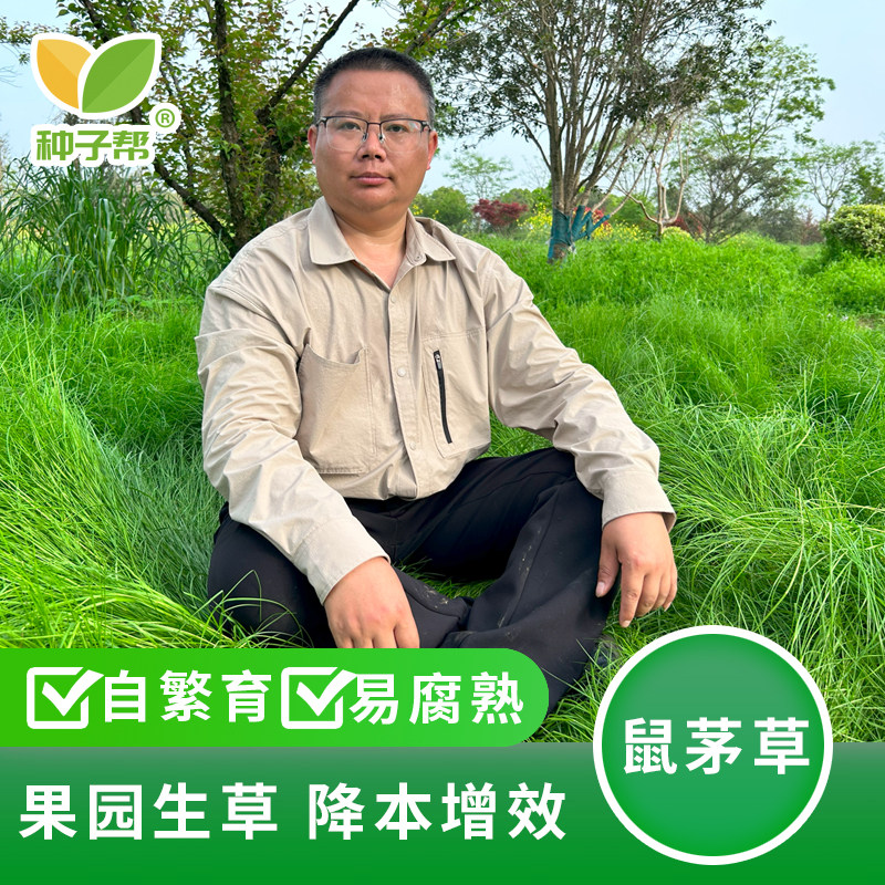 正宗国产鼠茅草种子便宜实惠