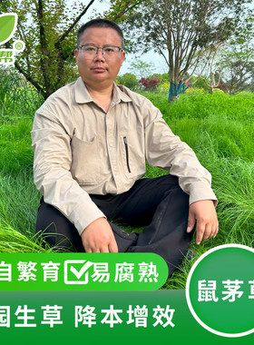 正宗国产鼠茅草种子便宜实惠
